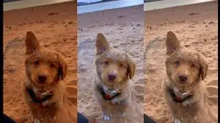 Aaha it's so cute puppy