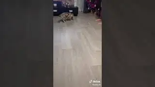 кот и липкая лента
