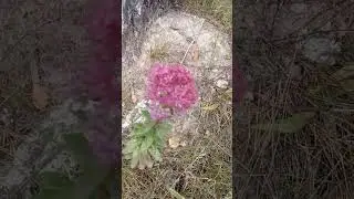 Что за цветок аленький?