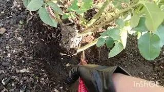 Поросль шипшині на троянді. Терміново вирізаємо.