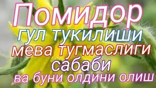 Помидор гуллари тушиб кетиши сабаби ва уни олдини олиш