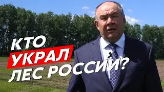 Клан Исхаковых: куда исчез лес? Часть четвертая