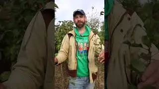 Выращиваем яблоню из косточки!