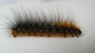 Спасение гусеницы зимой