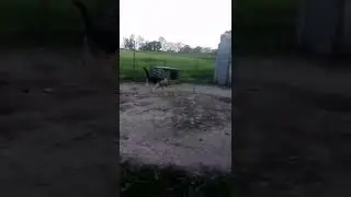 собака #собака  #рекомендации