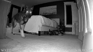 What Do Our German Shepherds Do While We Sleep?