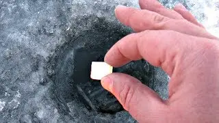 Киньте это в лунку для бешенного клева рыбы зимой! Как приманить и удерживать рыбу у лунки зимой?