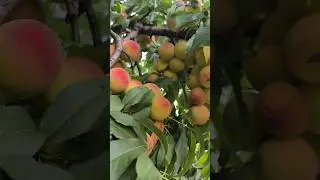 результат жёсткой обрезки персика