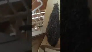 Нашел рой пчел в сеннике. Забираю чтоб переселить в улей!