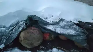 Как хранится тыква зимой