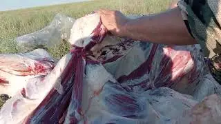 Вести с полей. Vanadis 10.  Классика ножевой стали.