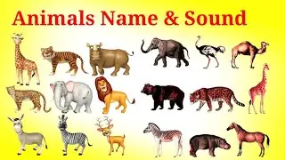 Discover the Hidden World of Wildlife Animals | Fun Animal Videos for Kids