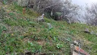 Шикори Кабк Keklik avi tuzakla Охота на куропатка Partridge hunting Kabk shikar شکار کبک Chukar avi