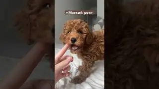 Тренировки не прошли даром 🌚🤎 #тойпудель #смешныесобаки