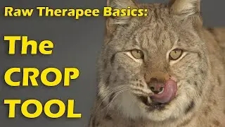 Raw Therapee Basics: Crop Tool Usage & Visualisation Problems - EASY 2 STEP FIX