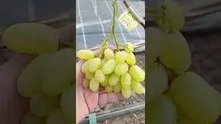 Виноград кишмиш Іриска