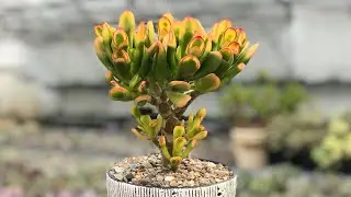 Толстянка (Crassula) - доступный суккулент для новичка