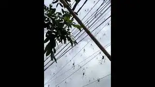 Нашествие пауков на Бали