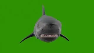 Swimming Shark or Megalodon from 9 angles | Green screen video
