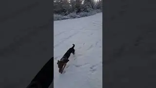 Winter Wonderland in Newfoundland: The Best Place to Be !