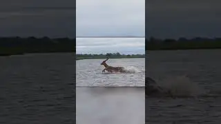 Антилопа Спасается От Голодного Крокодила