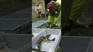 Did you know that tiger fugu is dangerous to eat? 