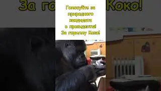 Агитация За Коко!