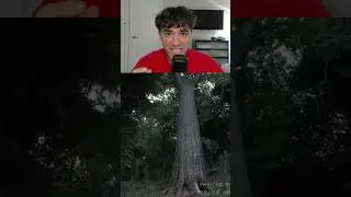 A horror game in the middle of the woods..