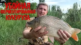 УБОЙНАЯ ферментированая кукуруза 