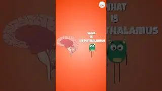 The Hypothalamus Demystified: Control Center of the Body