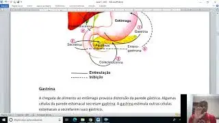 Fisiologia da digestão   Parte 4