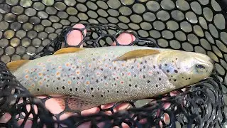 მთის ციცინათელები, favorite x1 new -yarie- freshlures