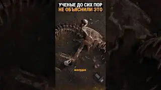 Найден тиранозавр. Что он съел?