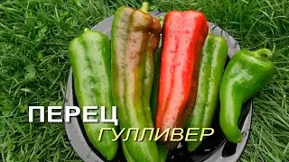 Перец сладкий ГУЛЛИВЕР. Обзор сортов ПЕРЦЕВ!
