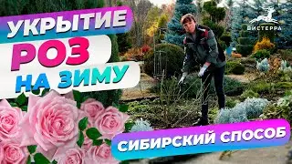 УКРЫТИЕ РОЗ НА ЗИМУ | ОБРЕЗКА И УКРЫТИЕ РОЗ НА ЗИМУ | ОБРАБОТКА И УКРЫТИЕ ПЛЕТИСТЫХ РОЗ НА ЗИМУ