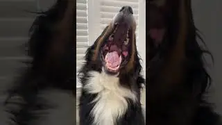 Goofy Rescue Bernese Mountain Dog Tells Owner Good Morning Every Single Day ☀️ 