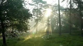 Красивая музыка 🌿