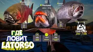 Русская рыбалка 4.🎣🦈 р. Яма 🐬🐬🐬💦 ГДЕ ЛОВИТ LATORSO 👀