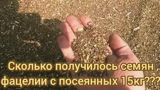 УРОЖАЙ ФАЦЕЛИИ 2022ГОДА. С 15КГ ПОЛУЧИЛОСЬ 200+КГ. КАК ЛУЧШЕ УБРАТЬ ФАЦЕЛИЮ НА СЕМЕНА???