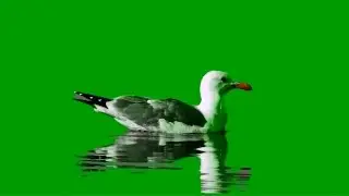 Swiming Bird on Green Screen