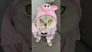 смешные коты  - Майя 😼