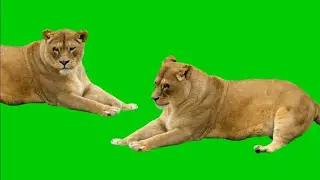 Lion green screen video HD