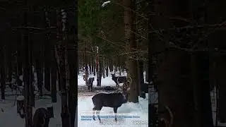 Олени. Зимняя поляна)Всегда свежие фото и видео с фотоловушек Егерькам.
