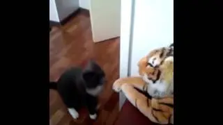 ОГОГО ! ДРАЧУН 🔥 🏻 😂 😂