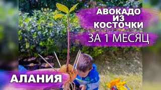 ВЫРАСТИТЬ АВОКАДО ИЗ КОСТОЧКИ ЗА МЕСЯЦ