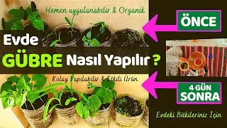 Evimizdeki bitkiler için ORGANİK GÜBRE yaptık! I Kolay & Etkili Formül I Minik Çiftçi İş Başında-2