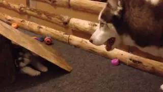 Кен и семеро хасят. Звук!