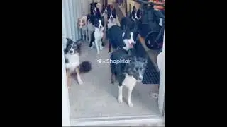 Су́зни тушунадигон хайвонлар.🐕