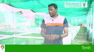 पशुओं में अजोला का पशु आहार में महत्व | Importance of Azolla in Cattle Feed