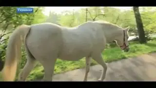 Лошадь гулящая сама по себе. Германия. 02.05.2019